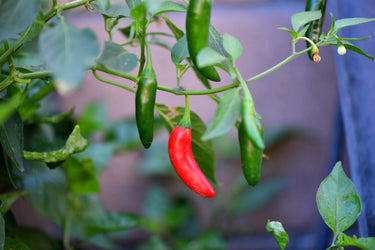 200 Hot SERRANO TAMPIQUENO PEPPER Mexican Chile Capsicum Annuum Vegetable Seeds